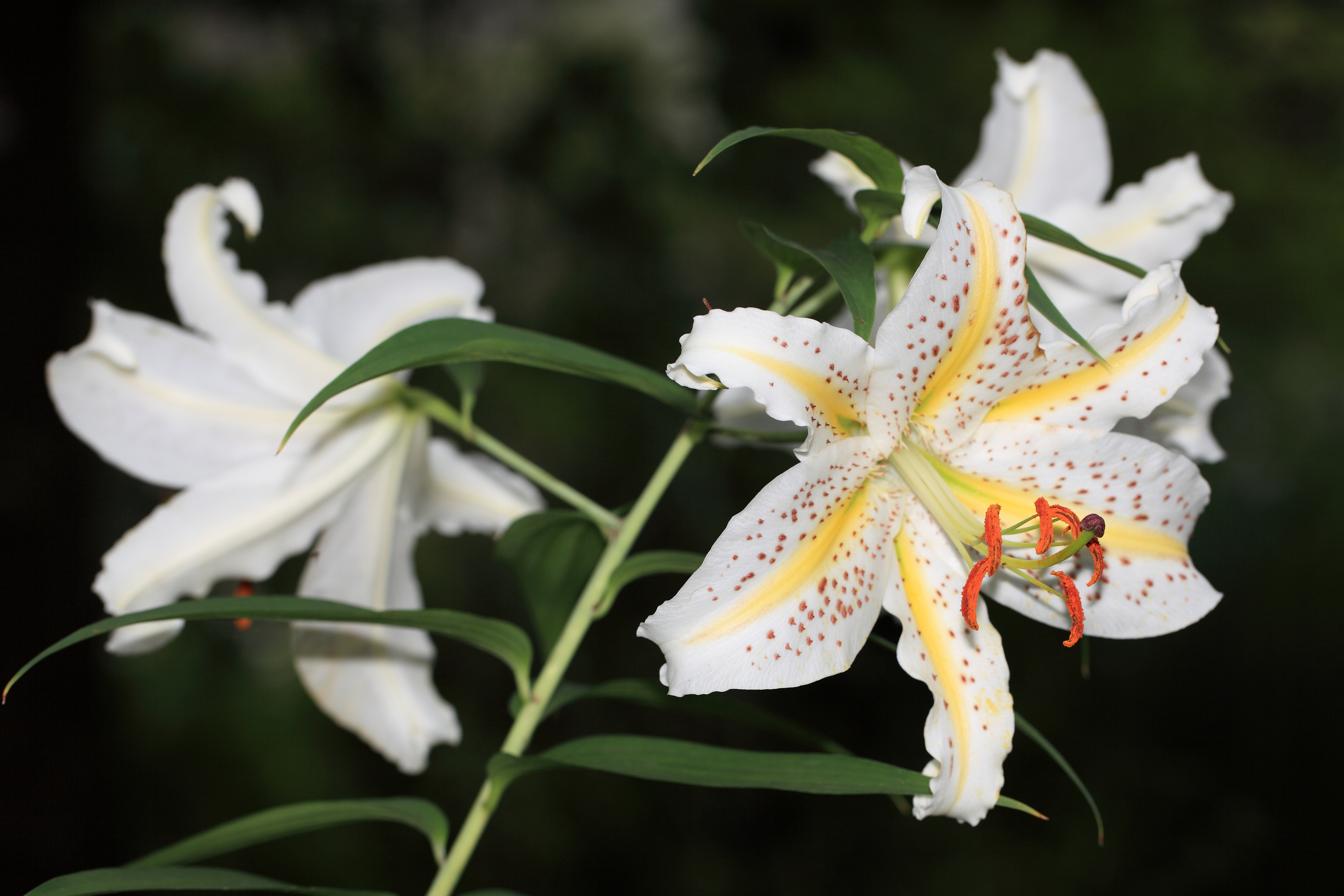 لیلیوم اوراتوم